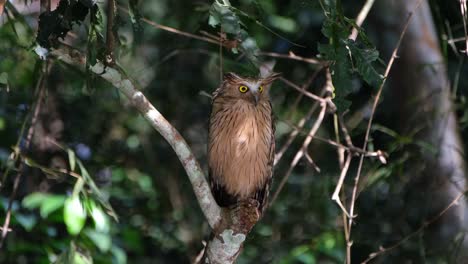 Buffy-Fish-Owl,-Ketupa-ketupu-seen-looking-straight-to-the-camera-intensely-as-sunlight-is-reflected-on-its-body-then-turns-its-head-to-its-left,-Khao-Yai-National-Park,-Thailand