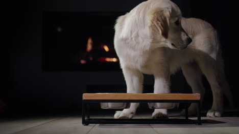 el perro está cenando frente a una chimenea en llamas. la cena de año nuevo de la mascota