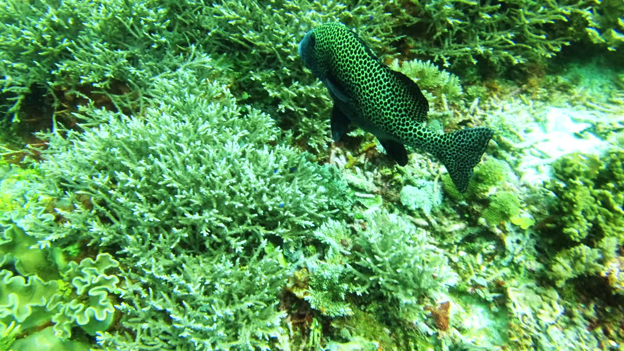 He's always on patrol