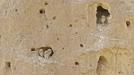 3 Little Owls (Athene noctua) sit at the entrance of their nesting burrow
