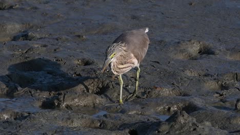 one of the pond herons found in thailand which display different plumages according to season