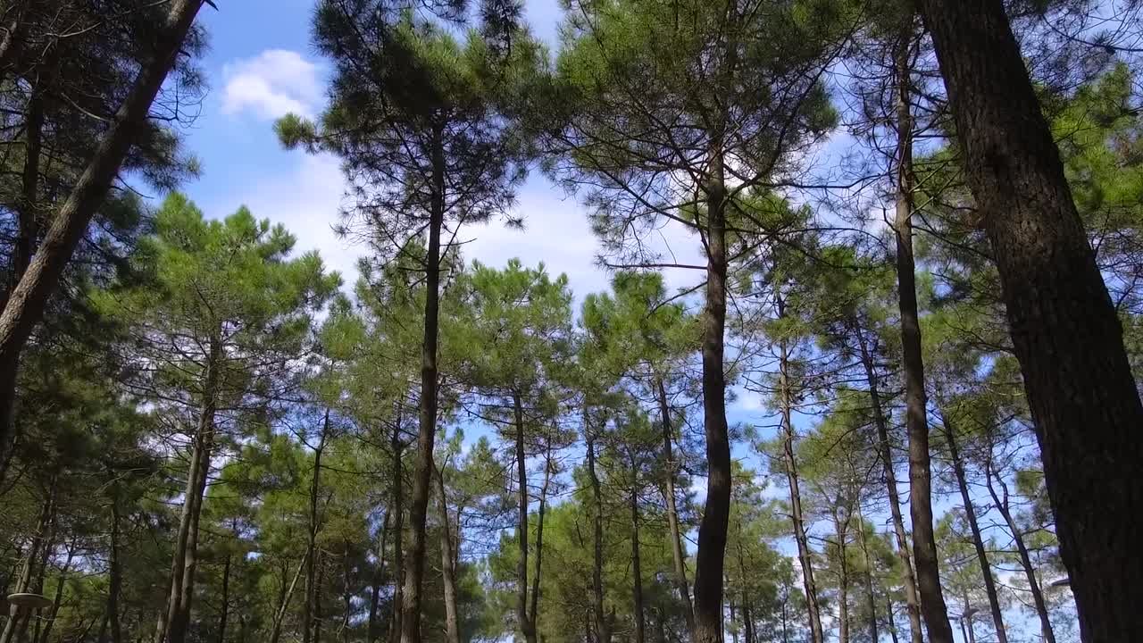 Green Jungle Trees Blue Sky
