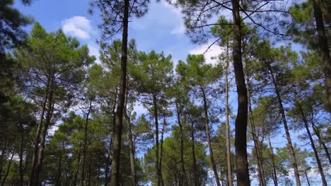 green jungle trees blue sky