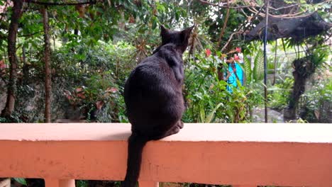 a beautiful black cat with sitting on an old garden wall on a wet, raining day, watching the rain and waiting for the poor weather to improve, view of black cat from behind overlooking garden