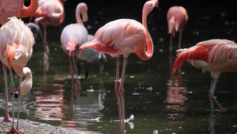Pink flamingos group of lots birds on shallow wate 4k 2025 08 05 02 03 16 utc.mov | a lot, africa, african, area