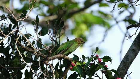 visto posado en una rama mirando hacia la derecha con curiosidad mirando a su alrededor y dejando caer su caca, barbet de orejas verdes megalaima faiostricta, tailandia