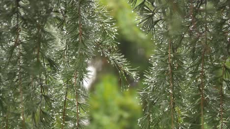 rain-soaked pine branches