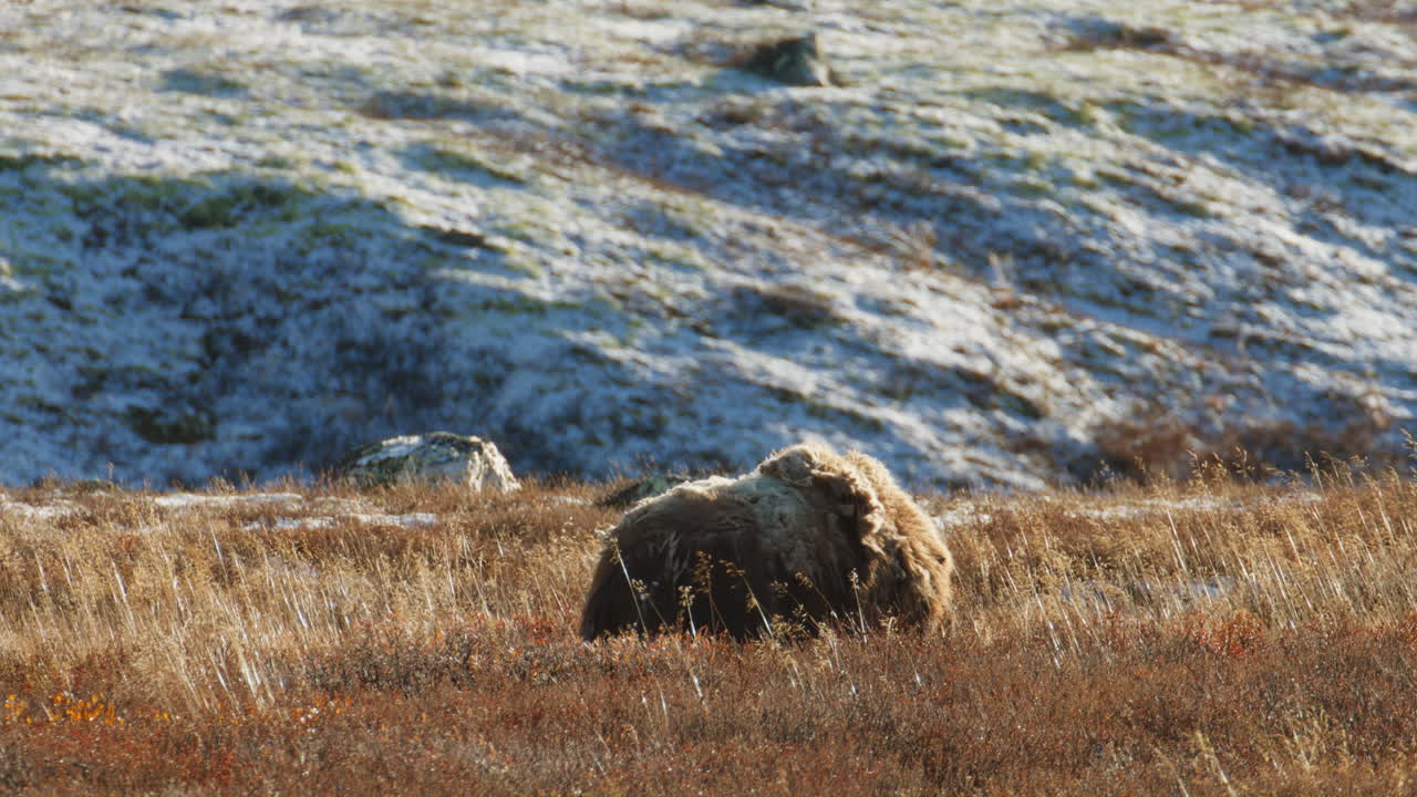 Bue muschiato artico che si nutre nella tundra illuminata dal sole del Parco nazionale di Dovrefjell