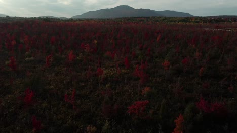 drone flying above the lush field with colorful autumnal trees in eastern townships, quebec, canada - low aerial