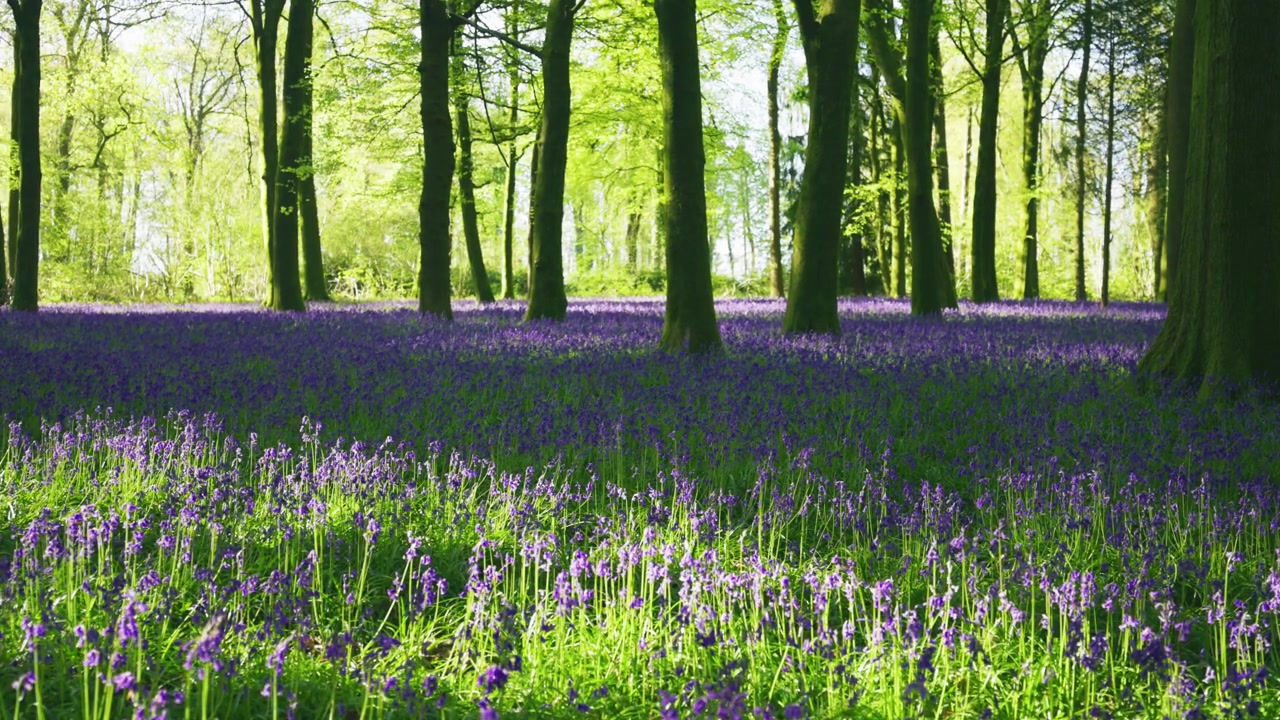 Wide view of bluebells carpeting the forest floor in a spring woodland, with soft sunlight filtering through trees creating a calm and natural scene.