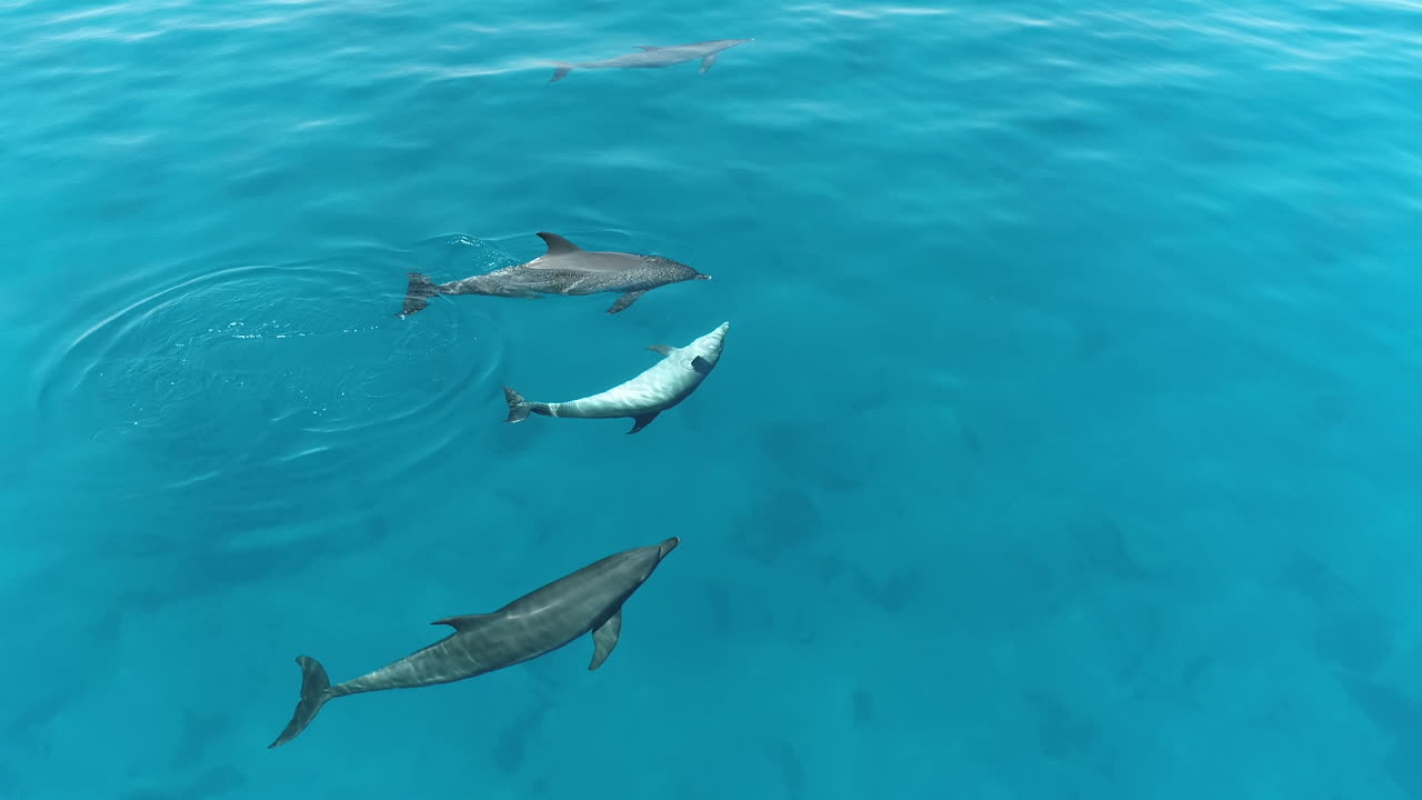 Pod of Dolphins Swimming in Clear Blue Ocean Waters
