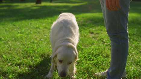 Adorable-golden-retriever-eat-food-snacks.-Dog-posing-on-green-lawn-with-owner