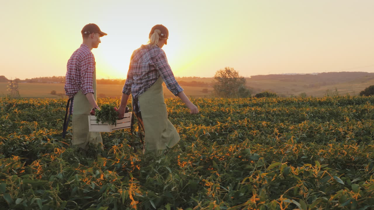 una familia de agricultores lleva cajas con verduras por el campo agricultura orgánica y alimentación saludable