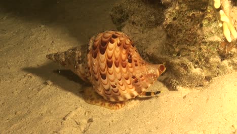 un caracol trompeta de tritón arrastrándose sobre una parte arenosa del arrecife de coral
