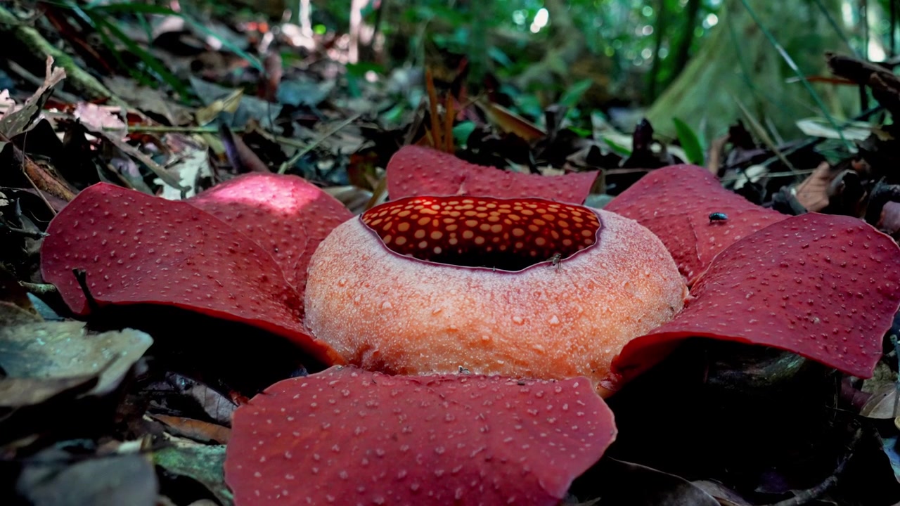 Detail makro gerak lambat genggam 4K yang berfokus pada struktur tengah bunga Rafflesia kerrii yang sempurna di Surat Thani, Thailand, dengan lalat di kelopaknya.