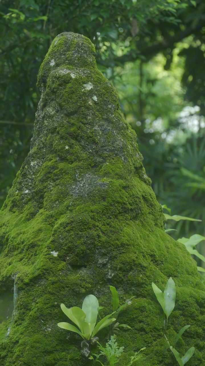 Roccia coperta di muschio in una lussureggiante foresta tropicale