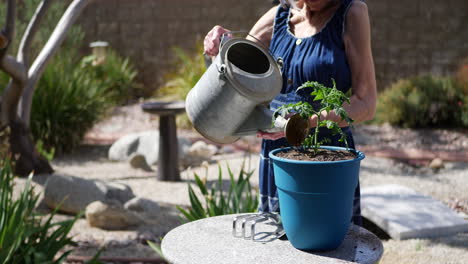 An old woman gardener planting and watering an organic tomato plant in a sunny backyard vegetable garden