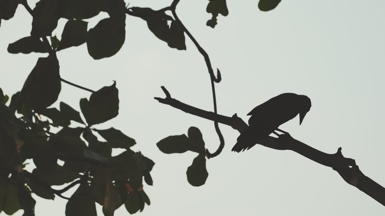 실루 선택 초점 까마귀 서 있는 가지