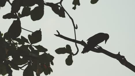 Silhouette-selection-focus-crow-stand-the-the-branch