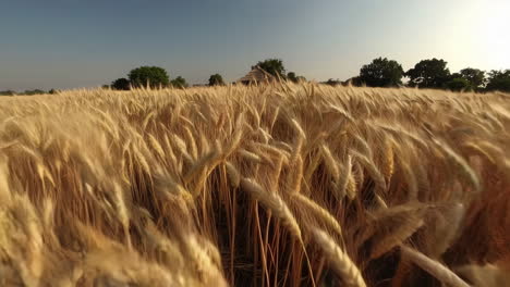 golden wheat field with rural hut