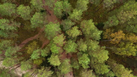 aerial view of a forest road