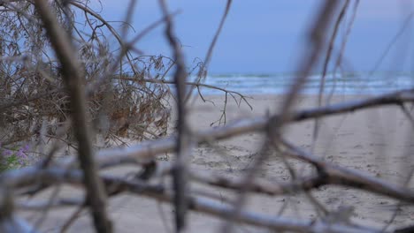 Idyllic-view-of-empty-Baltic-sea-coastline,-steep-seashore-dunes-damaged-by-waves,-white-sand-beach,-broken-pine-tree-roots-in-foreground,-coastal-erosion,-climate-changes,-medium-shot