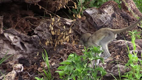 Juvenile-Vervet-monkey-climbing-around-on-a-fallen-tree