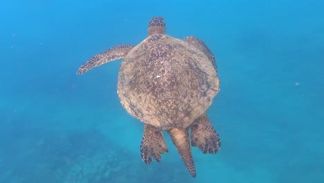 tortuga marina verde macho grande