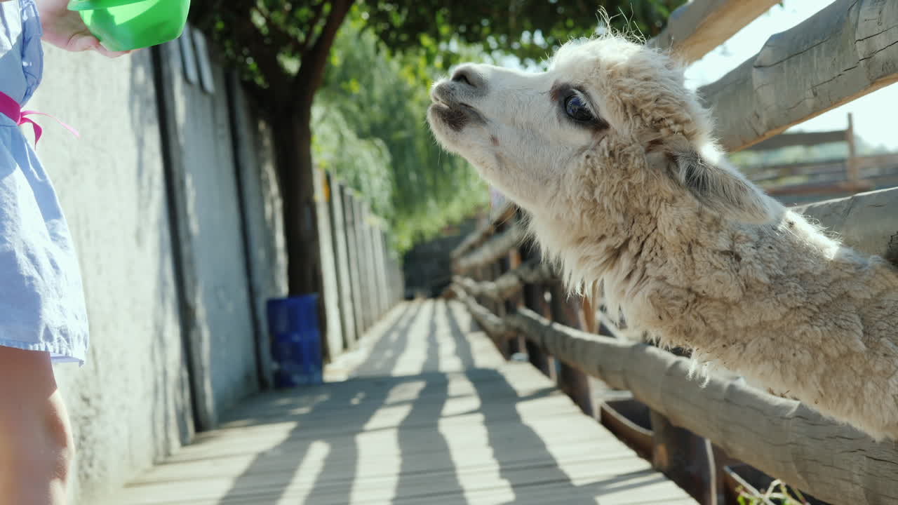 소녀는 농장에서 멋진 램프를 먹이고 있습니다. 라마는 울타리 슬롯 4k 비디오에 긴 목을 내뿜습니다.