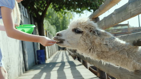 Das-Mädchen-Füttert-Eine-Coole-Lampe-Auf-Der-Farm-Lama-Bläst-Einen-Langen-Hals-In-Den-Zaunschlitz-4k-Video