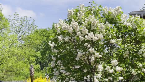 white lilac in full bloom on a partly cloudy day