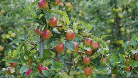 Un-Primer-Plano-De-Las-Manzanas-Maduras-En-El-Huerto-De-Manzanas