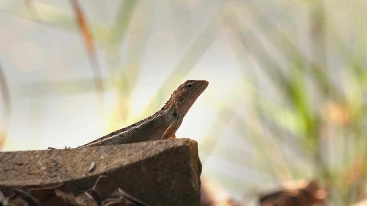 Lizard Looking Around on a Piece of Carved Limestone in the Jungle