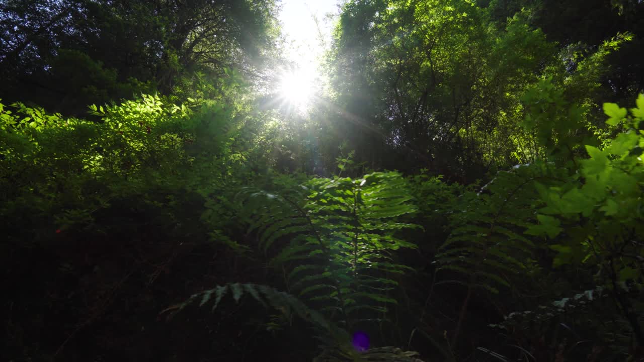 Ripresa a mano di cespugli in primo piano e raggi di sole luminosi che filtrano attraverso una fitta foresta pluviale verde di giorno
