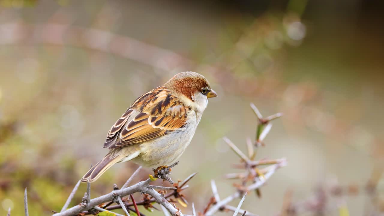 A sparrow sits calmly on a branch in Lake Tekapo, New Zealand, captured in natural lighting with a serene background