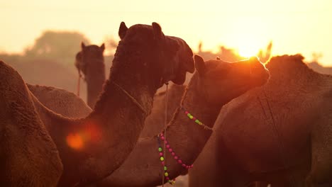 camellos en cámara lenta en la feria de pushkar, también llamada feria de camellos de pushkar o localmente como kartik mela es una feria anual de varios días de ganado y cultural que se celebra en la ciudad de pushkar rajasthan, india.