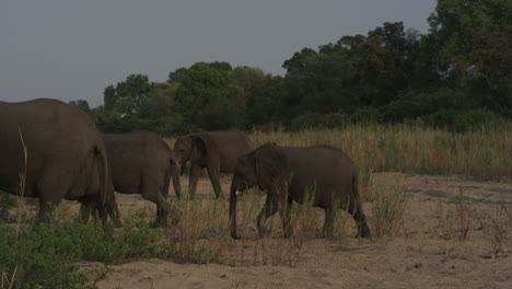 a heard of african elephants cross the river bed.