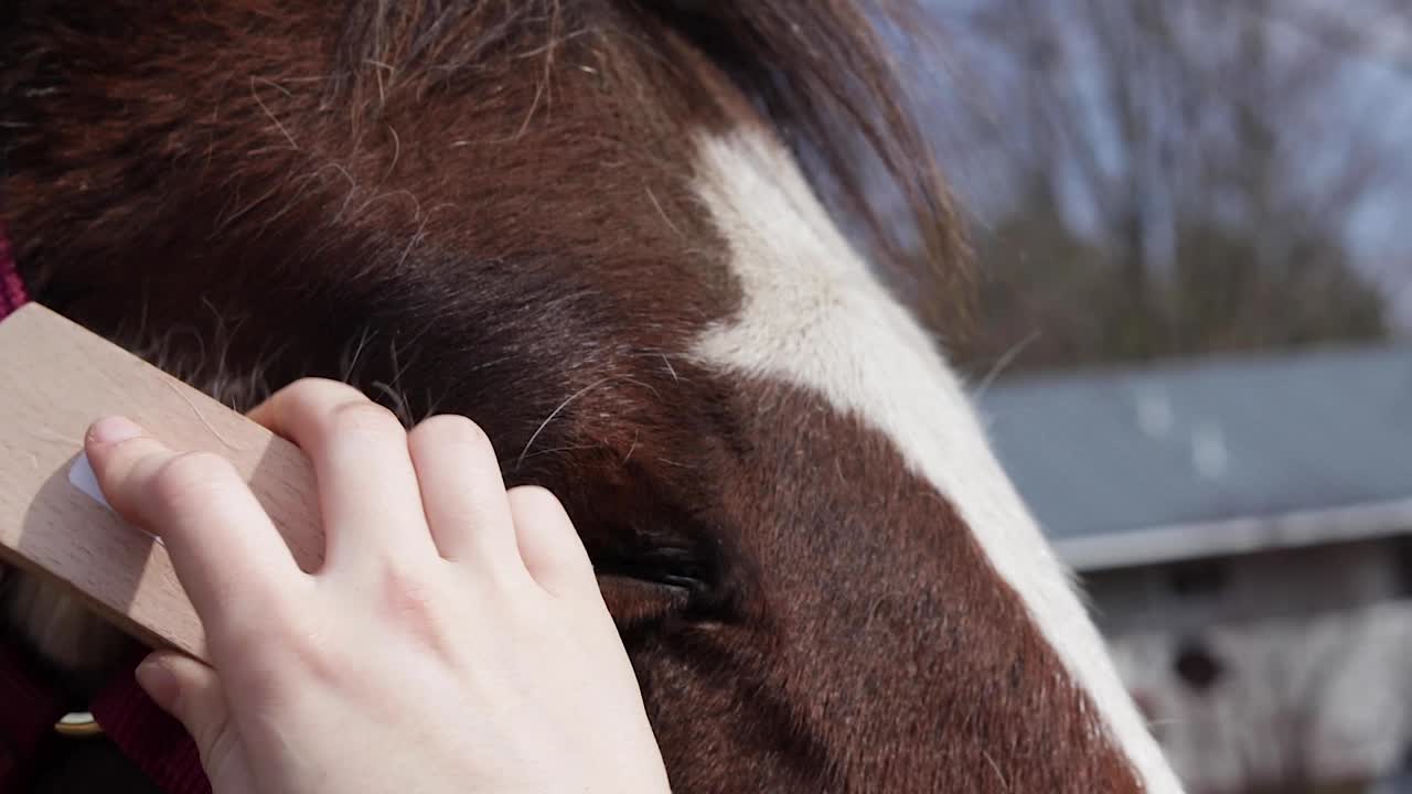 cepillando la cara de un hermoso caballo