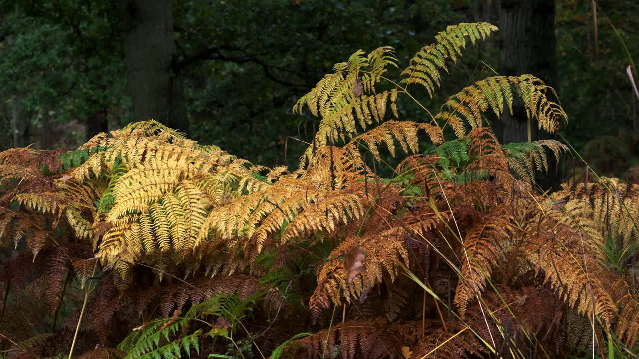 los helechos del bosque en pleno color otoñal se mecen en una suave brisa, warwickshire, inglaterra