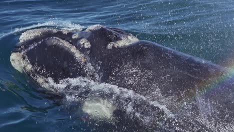 una hermosa y pacífica cría de ballena franca austral que sube a la superficie para respirar - cerrar