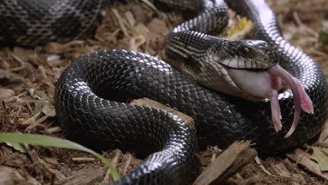 snake slowly swallows its prey on forest floor - close up