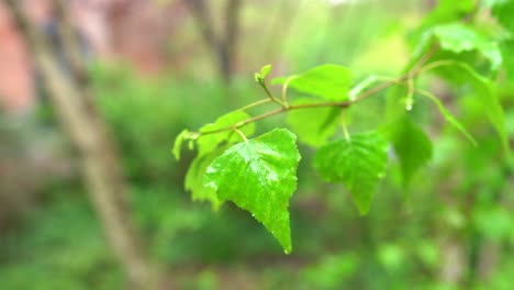 Grünes-Blatt-Auf-Ast