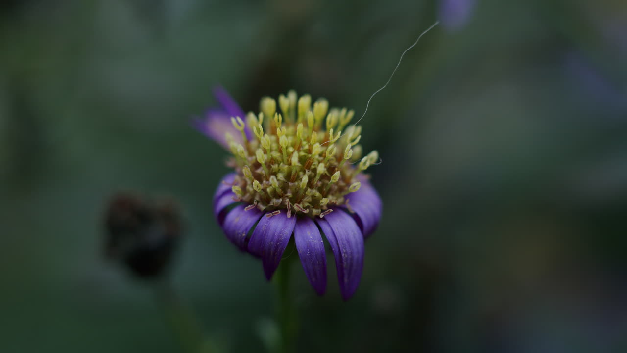 primer plano de una flor púrpura