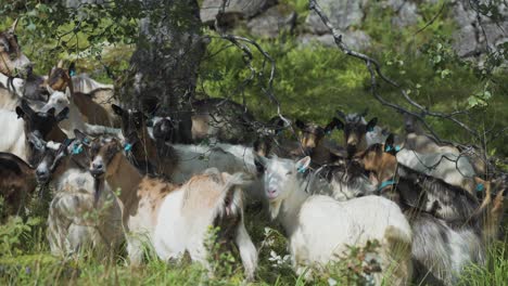 a close-up shot of the goat herd grazing on the lush pasture in the mountains