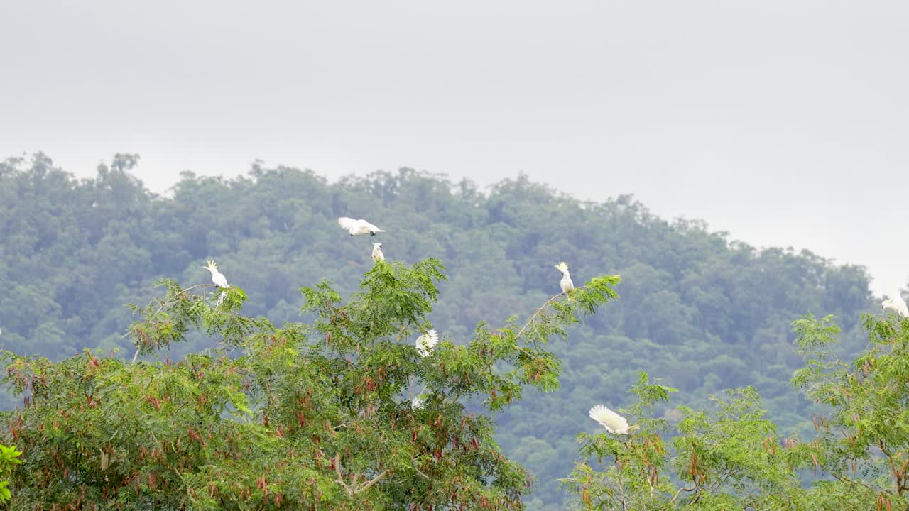 Flock of sulphur-crested cockatoos interact on treetops, overcast daylight, distant rainforest hills visible