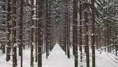 Drohnenflug-über-Skispur-Zwischen-Tannenstämmen-Im-Verschneiten-Wald