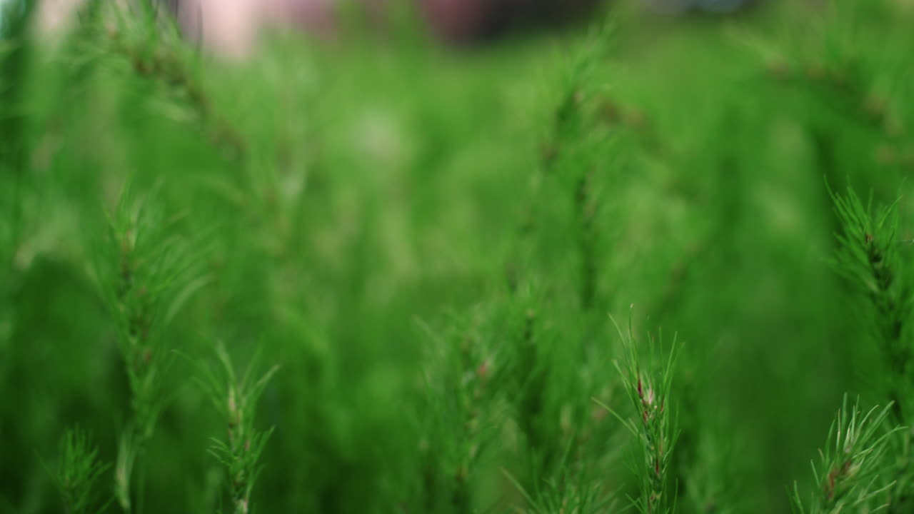 сосновое дерево цветет в теплом весеннем лесу в крупном плане.