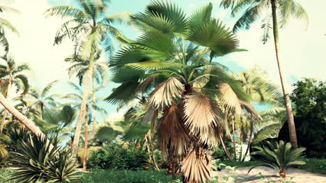 tropical palms and plants at sunny day