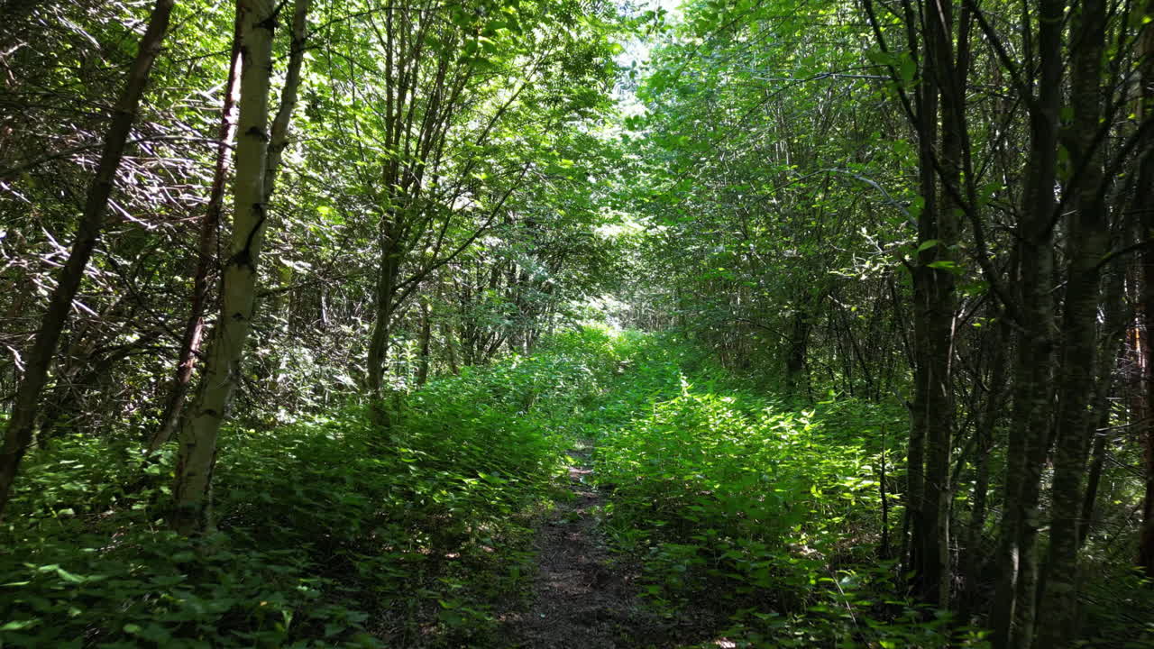 숲의 눈이 내리는 상태에서 여름 상태로의 전환