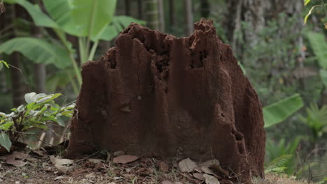 Close-up-zoom-in-shot-of-termite-mound-in-countryside